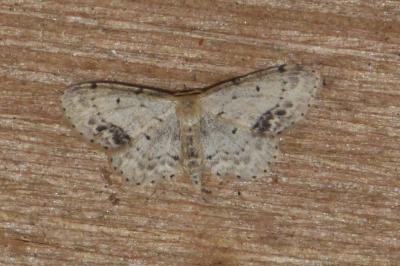 <i>Idaea dimidiata</i>