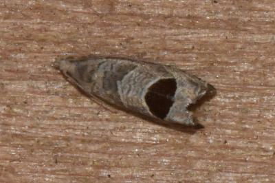 <i>Notocelia uddmanniana</i>