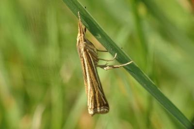 <i>Ancylolomia tentaculella</i>