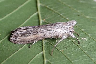 <i>Cucullia umbratica</i>