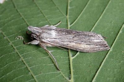 <i>Cucullia umbratica</i>