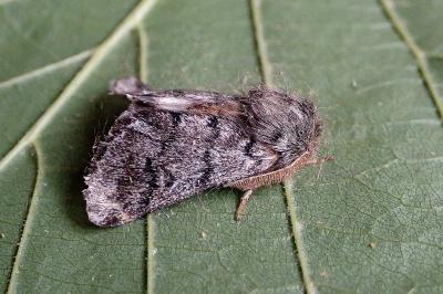<i>Thaumetopoea pityocampa</i>
