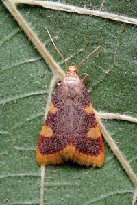 <i>Hypsopygia costalis</i>