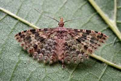 <i>Alucita hexadactyla</i>