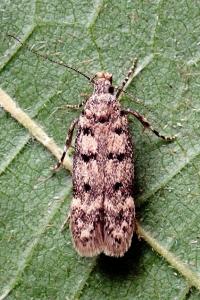 <i>Bryotropha domestica</i>