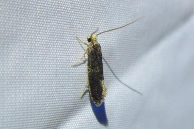 <i>Monopis laevigella</i>