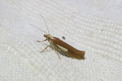 <i>Ypsolopha parenthesella</i>