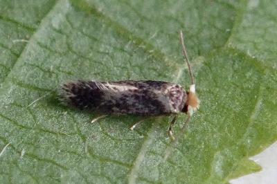 <i>Ectoedemia subbimaculella</i>