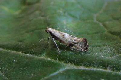 <i>Acrolepiopsis marcidella</i>