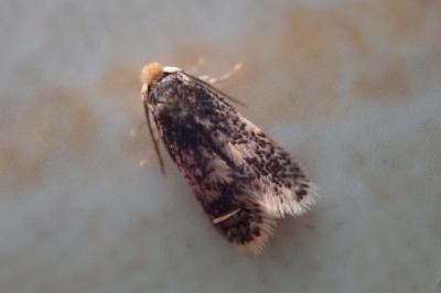 <i>Ectoedemia subbimaculella</i>