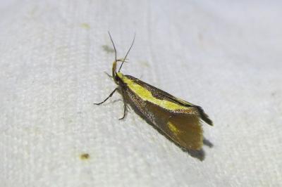 <i>Harpella forficella</i>