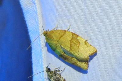 <i>Pandemis cerasana</i>