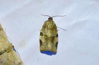 <i>Choristoneura hebenstreitella</i>