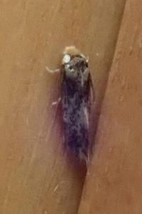 <i>Ectoedemia subbimaculella</i>