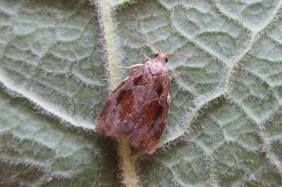 <i>Archips crataegana</i>