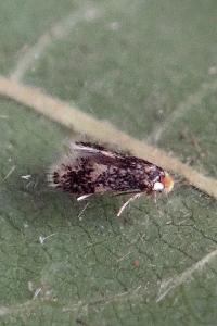 <i>Ectoedemia subbimaculella</i>