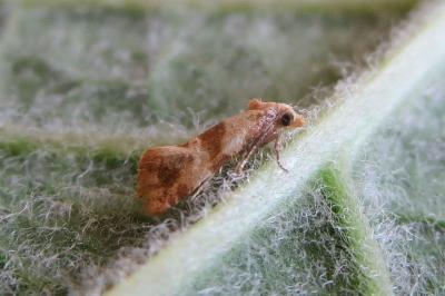 <i>Phalonidia contractana</i>