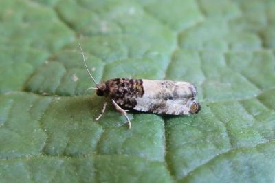 <i>Gypsonoma dealbana</i>