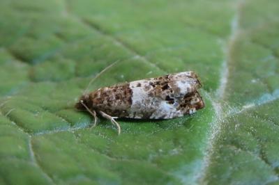 <i>Notocelia trimaculana</i>