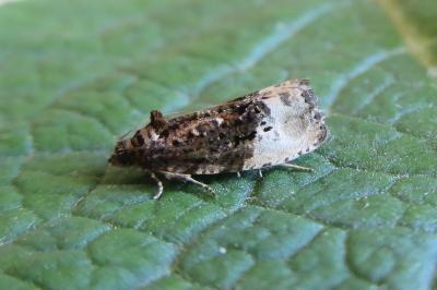 <i>Hedya nubiferana</i>