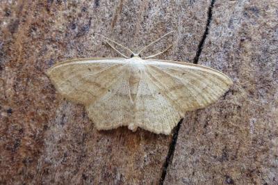 <i>Scopula nigropunctata</i>