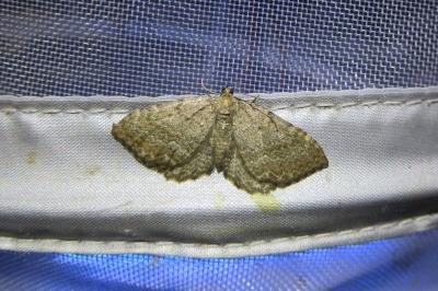 <i>Philereme vetulata</i>