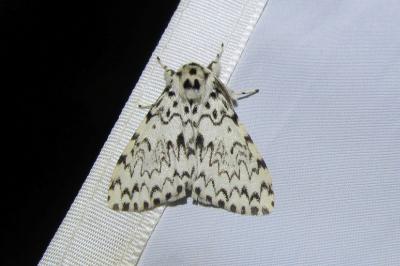 <i>Lymantria monacha</i>