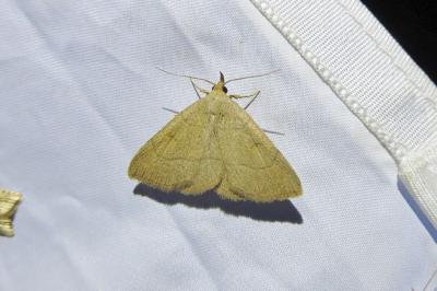 <i>Paracolax tristalis</i>