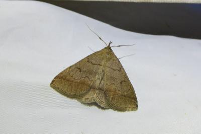 <i>Zanclognatha lunalis</i>