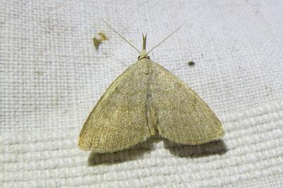 <i>Pechipogo strigilata</i>