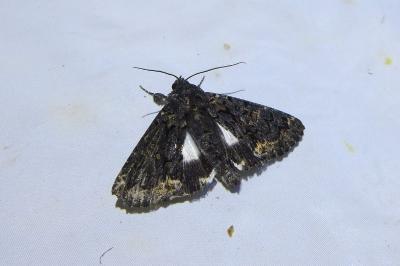 <i>Catephia alchymista</i>