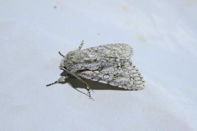 <i>Acronicta aceris</i>