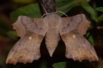 <i>Laothoe populi</i>