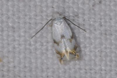 <i>Pseudopostega crepusculella</i>