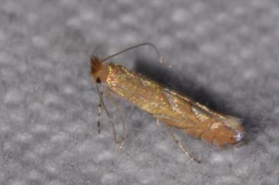 <i>Phyllonorycter messaniella</i>