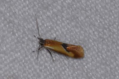 <i>Batia lunaris</i>