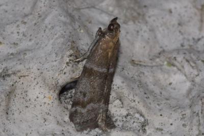 Vitula biviella