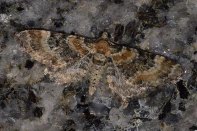 <i>Eupithecia pulchellata</i>