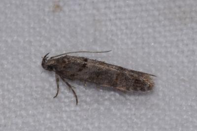 <i>Teleiopsis diffinis</i>