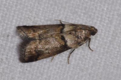 <i>Acrobasis consociella</i>