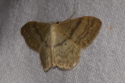 <i>Idaea deversaria</i>