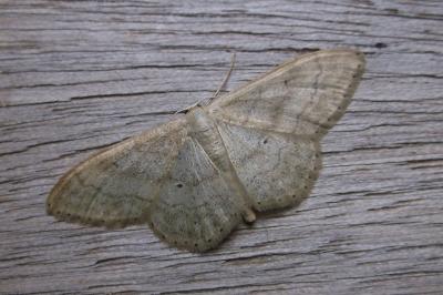 <i>Idaea deversaria</i>