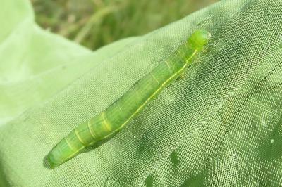 <i>Plusia festucae</i>