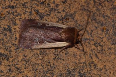 <i>Ochropleura plecta</i>