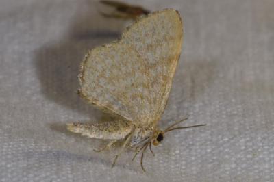 <i>Euchoeca nebulata</i>