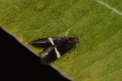 <i>Aproaerema</i>