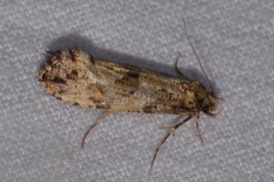 <i>Morophaga choragella</i>
