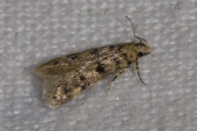 <i>Bryotropha domestica</i>