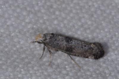 <i>Paraswammerdamia nebulella</i>