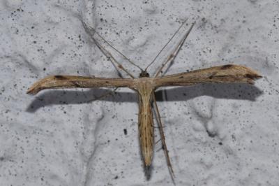 <i>Emmelina argoteles/monodactyla</i>